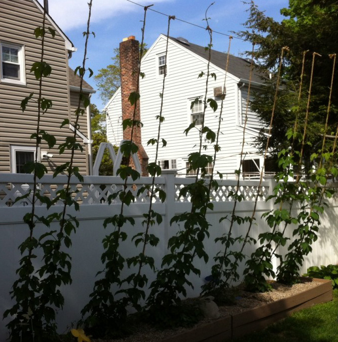Peter Kennedy's homegrown hops climbing trellis in backyard garden, circa 2012